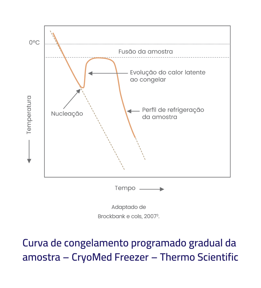 Gráfico científico mostrando curva de congelamento programado gradual com eixos de temperatura e tempo, indicando fases de nucleação, fusão da amostra e perfil de refrigeração para criopreservação de células-tronco